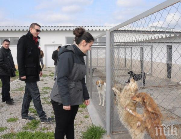 Над 100 видинчани посетиха приюта за кучета в деня на отворени врати