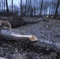 По-ниските такси за добив на паднала дървесина в сила до края на годината