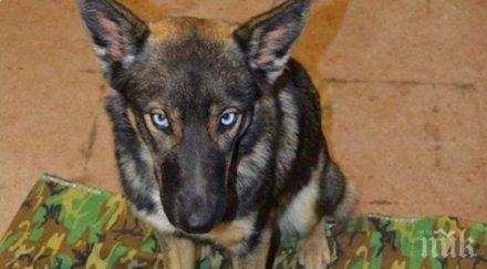 чудо откриха изчезнало океана куче остров американски военни снимки