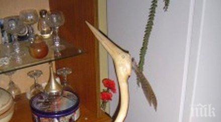 кмет спъна корен стана творец