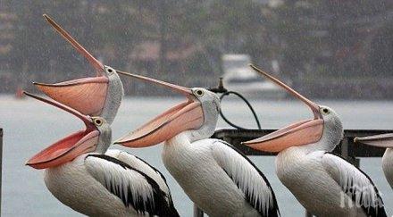 пеликани лешояди гъски параван източване пари европа