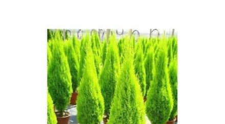 осъдиха перничанин кражба седем кипариса