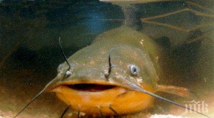 гигантски сом уловиха любители риболова