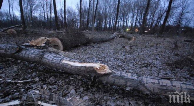 По-ниските такси за добив на паднала дървесина в сила до края на годината