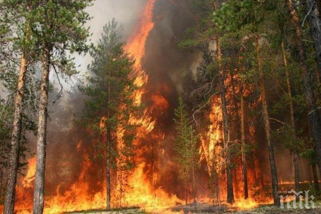 Забранява се паленето на огън в горите през пожароопасния сезон
