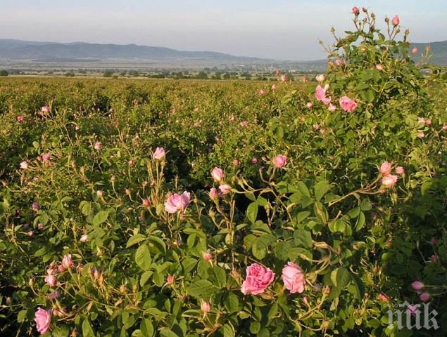 Пет хиляди рози разкрасяват Пловдив предпролетно
