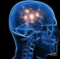 Алцхаймер и Паркинсон ще могат да бъдат лекувани с изкуствени невронни мрежи 