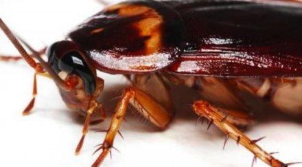 гнусна изненада жена хапна хлебарка докато люпи семки снимка