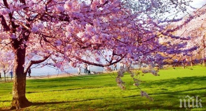 Астрономическата пролет настъпва в 6.30 ч. на 20 март