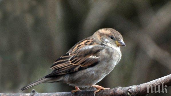 Световен ден на врабчето