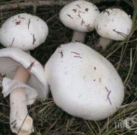 Печурки от Полша и прекупвачи поставиха гъбопроизводителите на колене