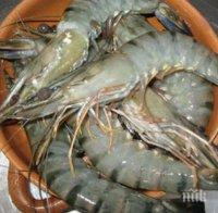 Правят първата в България ферма за скариди в Свищовско