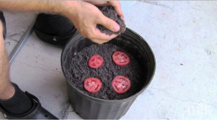 постави нарязан филийки домат саксия почва случи идните дни