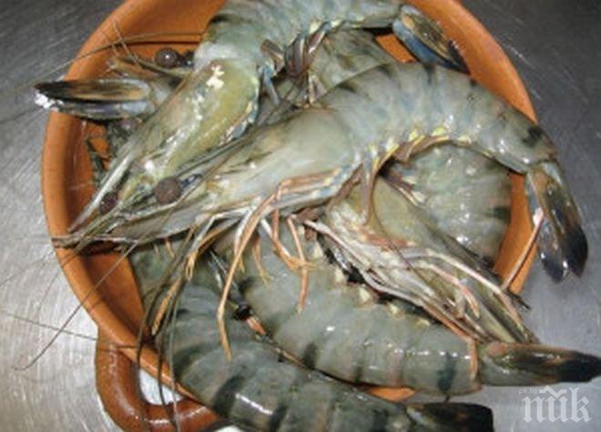 Правят първата в България ферма за скариди в Свищовско