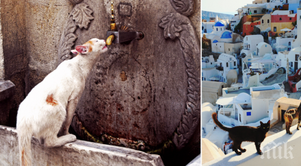 зашеметяващи снимки котки живописните кътчета света