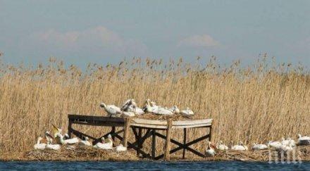 излюпиха първите пеликани сребърна