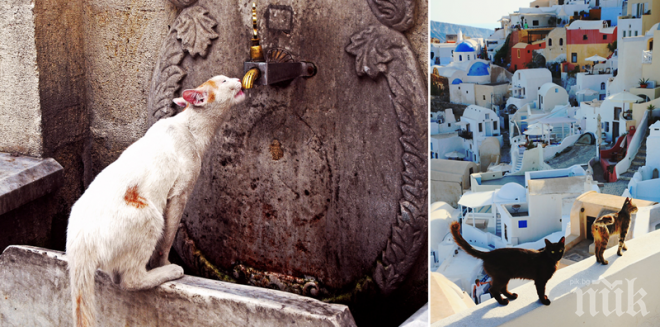 19 зашеметяващи снимки на котки в живописните кътчета на света