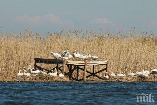 Излюпиха се първите пеликани в Сребърна