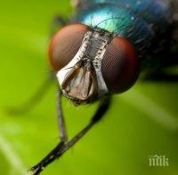 Генетично модифицирани ларви на мухи ще лекуват рани