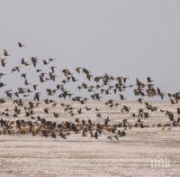 Учени са създали електронии яйца, които наблюдават лешояди