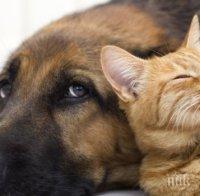 Безплатна кампания по кастрация на домашни кучета и котки ще се проведе в Сливен
