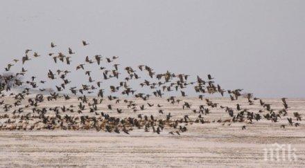 градските птици умни живеещите провинцията
