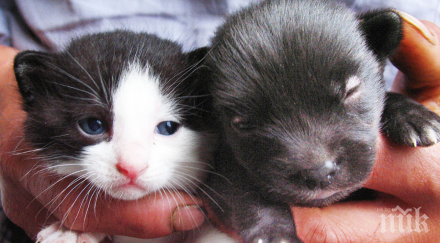 всички говорят котка роди куче възможно