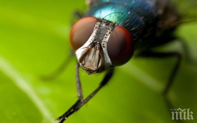 Генетично модифицирани ларви на мухи ще лекуват рани