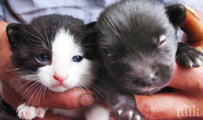 Всички говорят за това как котка роди куче?! Възможно ли е?!?