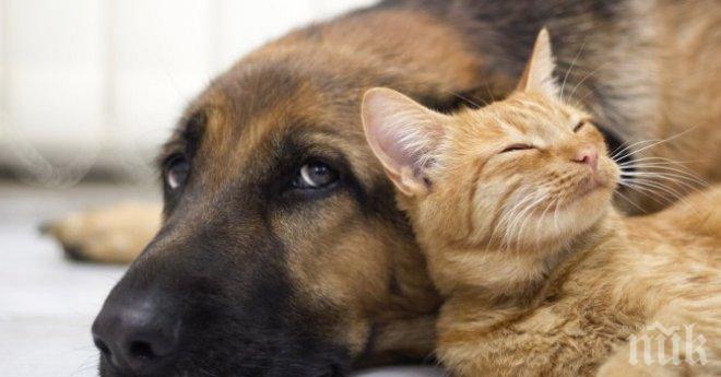Безплатна кампания по кастрация на домашни кучета и котки ще се проведе в Сливен
