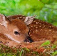 Горски стражари спасиха две сърнички в Сливенско
