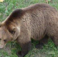 Стара Загора ще има парк за свободно отглеждане на мечки