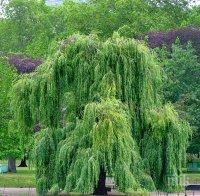 Режат старите дървета в община Свищов
