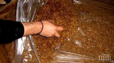 заловиха контрабанден тютюн бяла