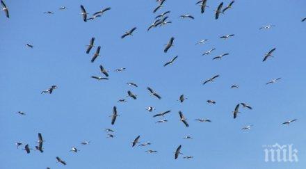 ято бели щъркели кацна варна