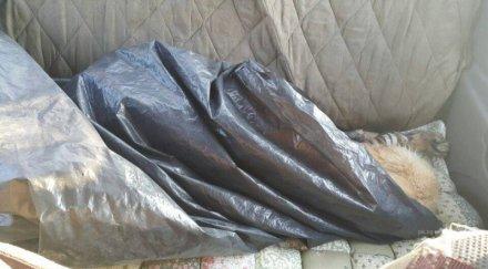 отвориха хленчещия кофата боклук вързоп затаиха дъх намираше вътре жестоко