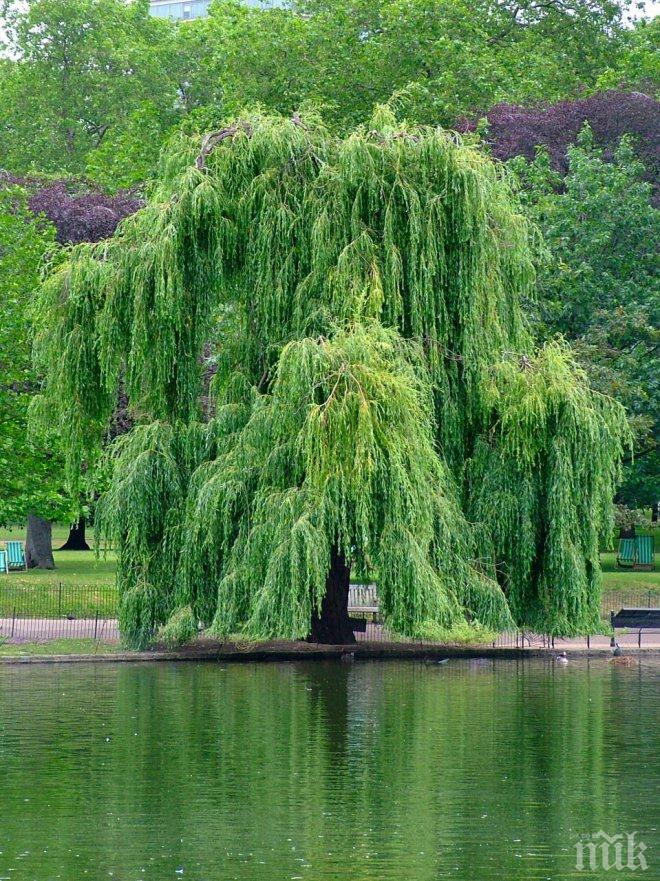 Режат старите дървета в община Свищов
