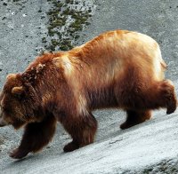 Мечка разкри престъпление в Германия