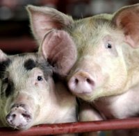 Първа жертва на свинския грип в Добрич