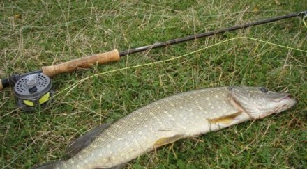 забраниха риболова щука бяла риба