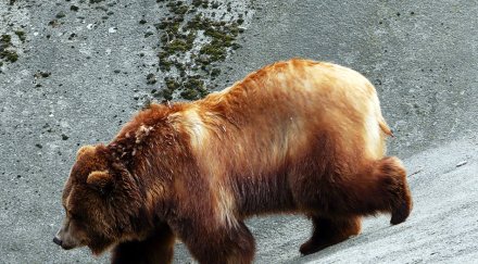 мечка разкри престъпление германия