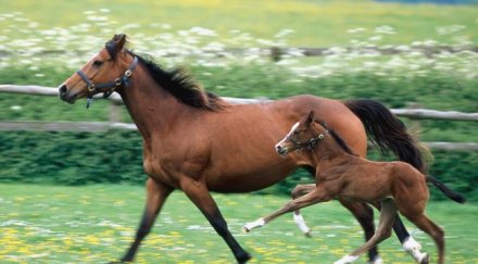 френска фирма пласирала умишлено конско месо