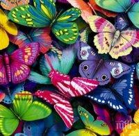 Редки пеперуди разперват криле в Природо-научния музей в Пловдив