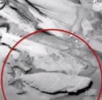 Откриха риба на Марс (видео)