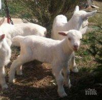 Задигнаха седем ярета край Беловец
