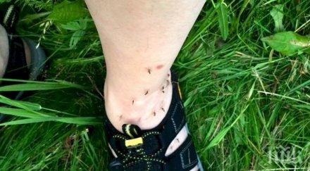 комарите хапят хора