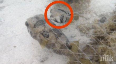 водолазът открива риба уловена мрежата внимавай рибата точно