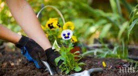 роми пишат премиера искат градинари