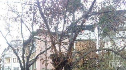 правят огледи опасни дървета пазарджик