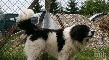 пастирските кучета освободени данък